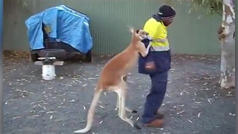 Roo Will Win Kangaroo And Builder Settle Differences With Boxing Match
