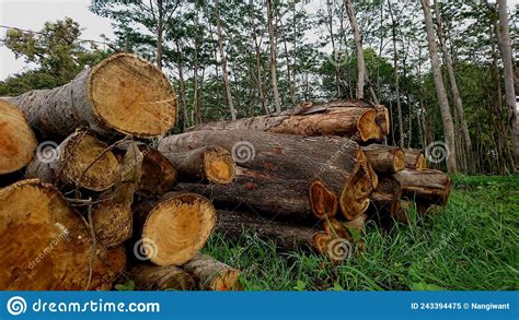 Close Up Of Piles Of Pine Wood In The Forest Stock Image Image Of
