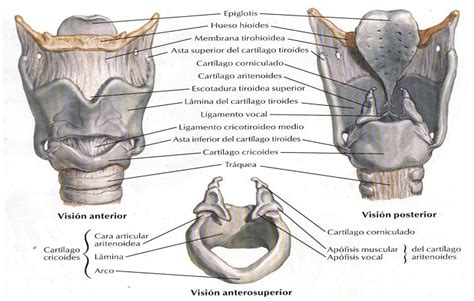Faringe, laringe e trachea sono delle zone anatomiche che fanno parte dell'apparato respiratorio, ed hanno il principale compito di convogliare l'aria introdotta con naso e bocca verso i bronchi e quindi i polmoni. enfermeriauq: La laringe por Mauricio A. Mora