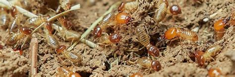 Termite Prevention 7 Tips To Protect Your Home