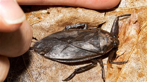 Nature Giant Water Bugs Vicious When It Comes To Attacking Prey