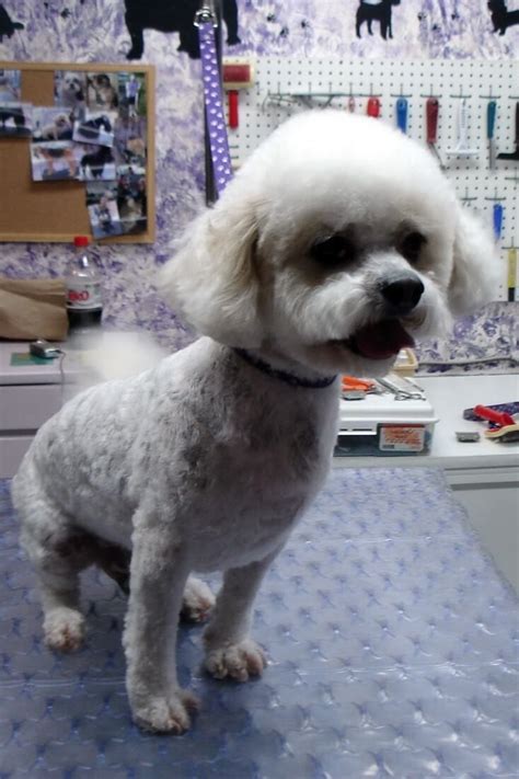 How Long Will It Take My Shaved Bichons Coat To Grow Back