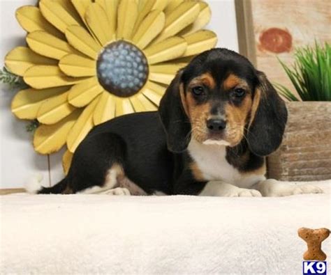 Check spelling or type a new query. Beagle puppy for sale 101470