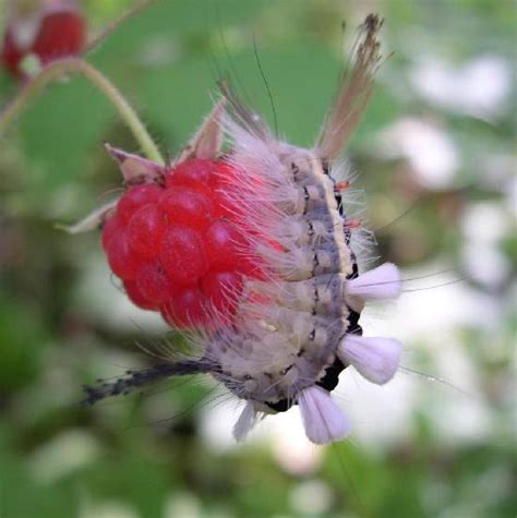 The caterpillars from this genus are quite distinctive and they should be handled with care. White-Marked Tussock Moth Caterpillar | The Backyard ...