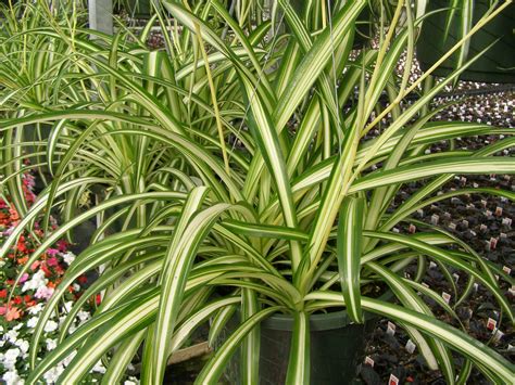 These leaves can be dried and stored for. Spider Plant | The Tree Center™