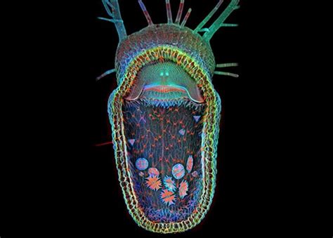 Carnivorous Plant Image Wins Olympus Bioscapes Competition Digital