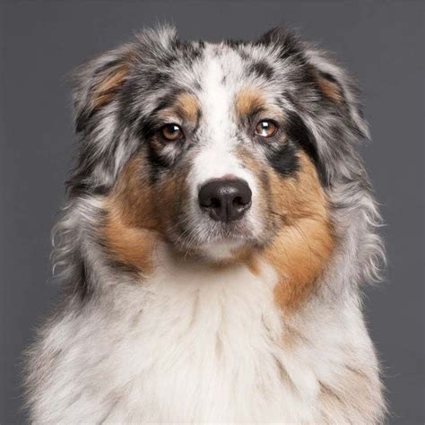 These Australian Shepherd Names Were Chosen Specially For This