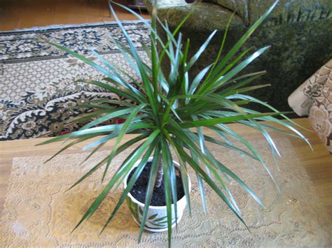 Nevertheless, the presence of pests isn't much of a problem because they rarely affect a dragon tree in a serious manner. Dracaena Plant Care: growing, planting, cutting. Diseases ...