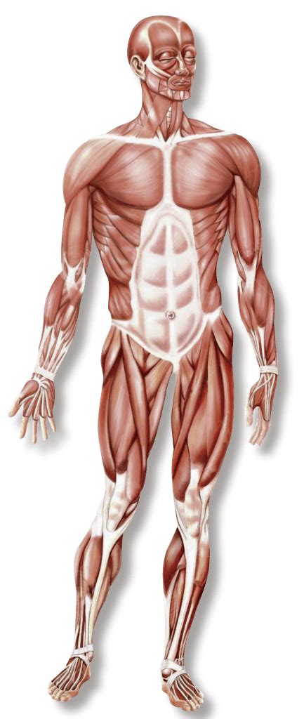 Musculos Sistema Muscular Anatomia Y Fisiologia Humana Anatomia Y The Best Porn Website