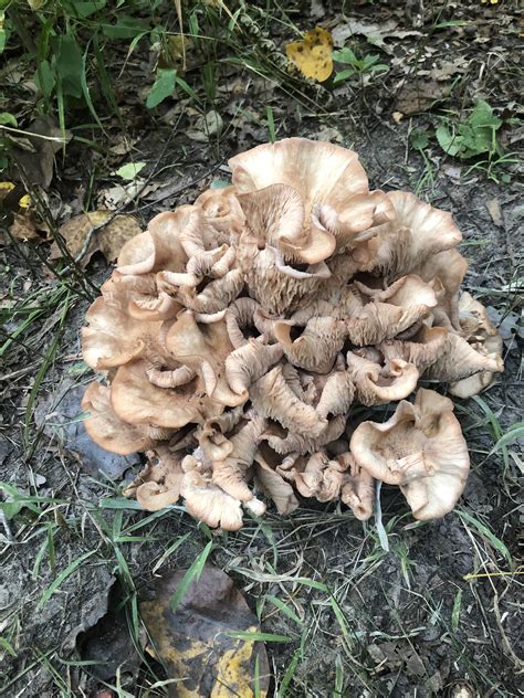 Saw This Mushroom In Nw Ohio Anyone Have An Id On It Ohio