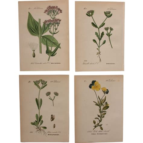 Maybe you would like to learn more about one of these? 1880's Set of 4 Floral Lithographs - Flower & Botanical ...