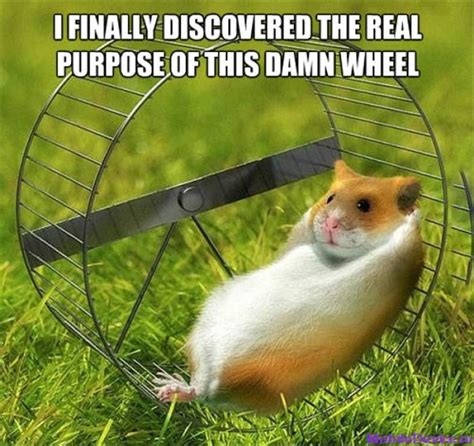 100 Ideas To Try About Funny Hamster Quotes Guinea Pigs Funny Hamsters And So Cute