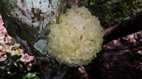Pretty Ball Shaped Fungus On Oak In North Central Florida Rmycology