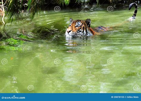 Sichernder Tiger Im Wasser Stockbild Bild Von Neugierig 20878155