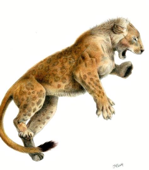 Panthera Leo Fossilis Mosbach Cave Lion By ~jagroar Prehistoric