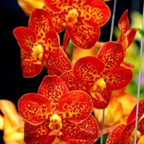 Orchid Seeds Rainbow Veined Orchid 15 Per Pack Etsy