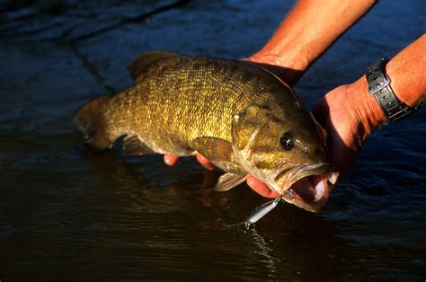 Smallmouth Bass Biology Outdoor Sports Nation