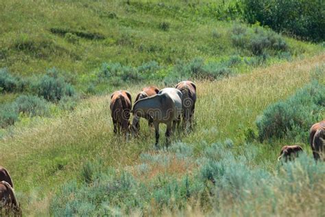 Wild Horses At Theodore Roosevelt National Park In North Dakota Stock