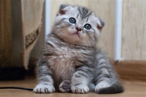 Here you can get a kitten as a breed and as a pet. SCOTTISH FOLD, A " TRENDY CATS " | PASHION FLOWER