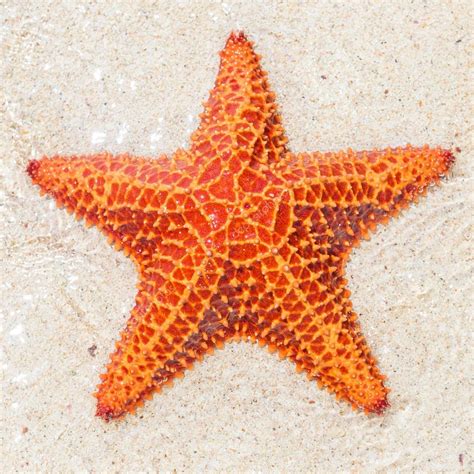 Close Up Of A Starfish Sea Star — Stock Photo © Kmiragaya 28082869