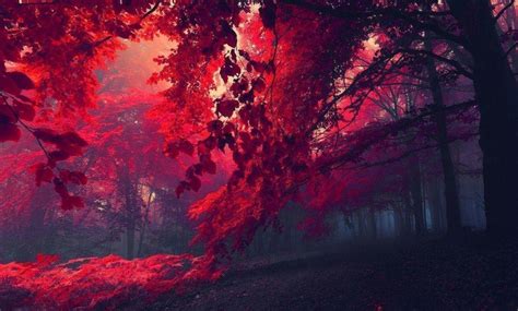 Red Nature Wallpapers Wallpaper Cave