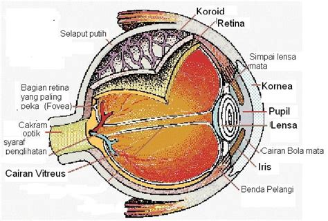 Langsung saja tanpa basa basi lagi mimin sudah buatkan pengertian. Daily Activity: Bagian-bagian mata