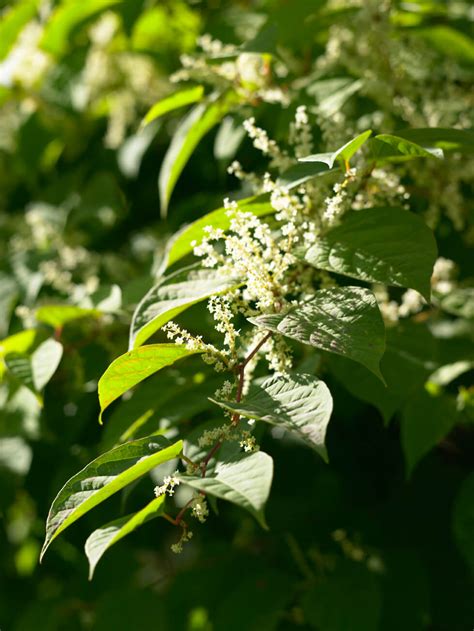 The use of contact type herbicides to kill japanese knotweed may appear to be successful, however, it isn't since it only kills the shoots and leaves. in flower | JKSL