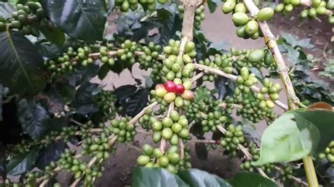 Growing Coffee Trees With Optimal Care Fruit Plant Collection Youtube