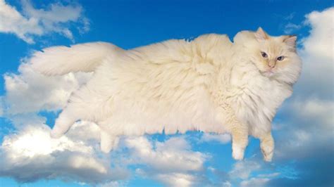 Sky The Cat Is Floofier Than Any Cloud Cats Cat Love Cute Cats