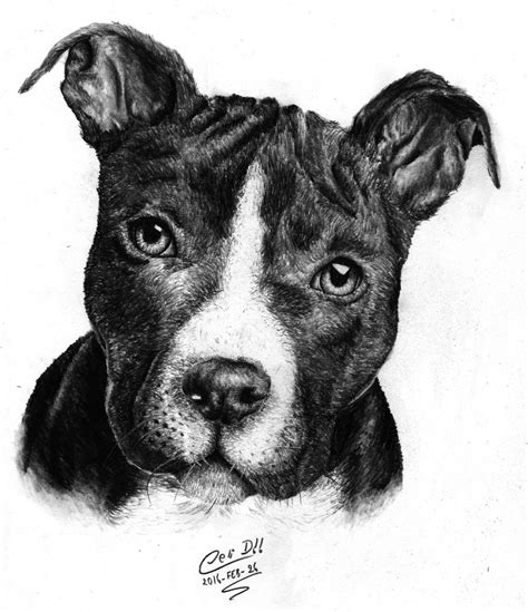Lista 92 Foto Imagenes De Perros Para Dibujar Pitbull Actualizar