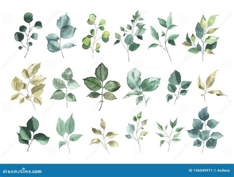 Collection Of Watercolor Greenery Floral Rose Leaf Plant Stock Image
