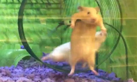 Hamster Dangles From Wheel As Friend Runs In Petsmart Daily Mail Online