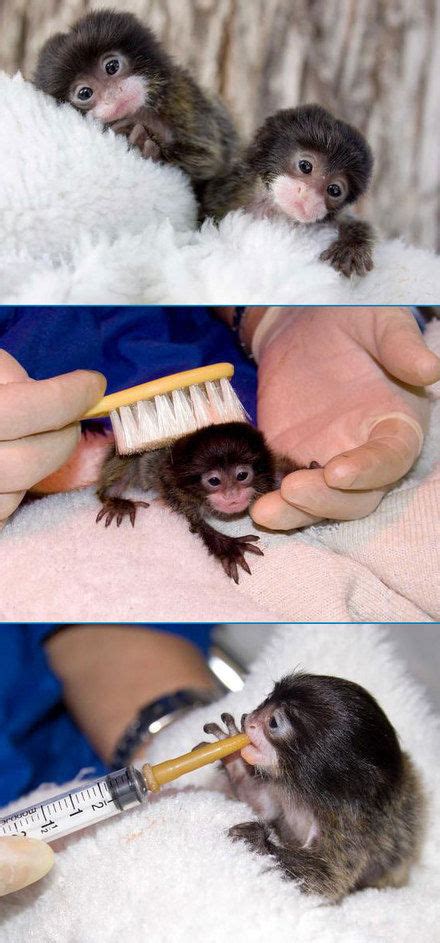 Baby Monkey Pictures Funny 200594 Baby Monkey Pictures Funny