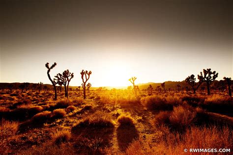 Framed Photo Print Of Sunset Joshua Tree National Park California Color