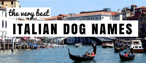 130 Italian Dog Names The Perfect Primo Name For Your Pup