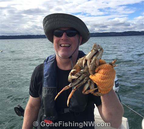Puget Sound Dungeness Crab Fishing Tips And Techniques For Catching More Crab Gone Fishing