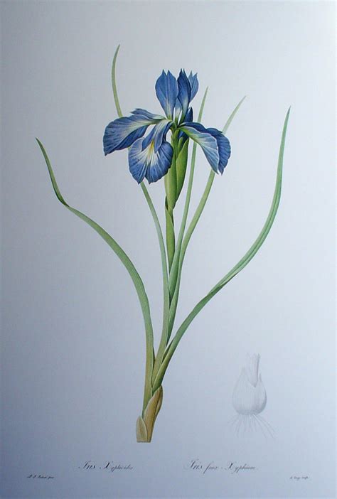 Redoute Botanical English Iris Iris Xyphioides Kerrisdale Gallery