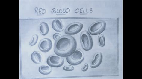 Record Diagramred Blood Cells Drawing10th Record Diagrams Youtube