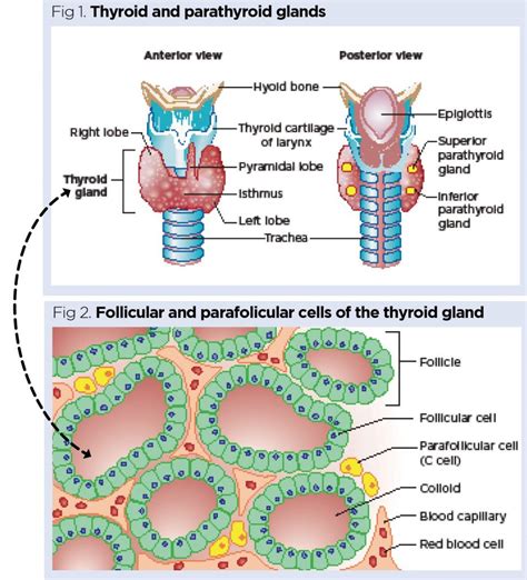 Thyroid And Parathyroid Glands Pathophysiology Nursin