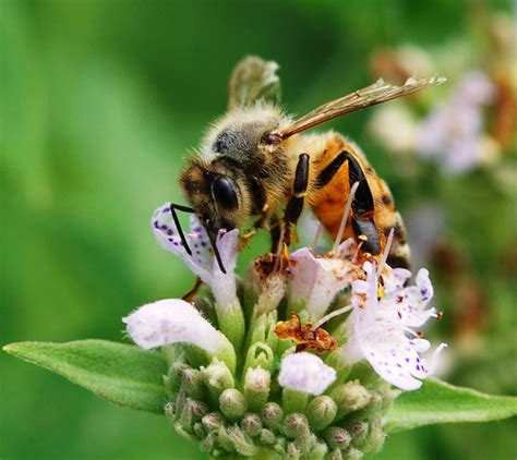 Honey Bee On White And Purple Petaled Flower Mountain Mint Hd