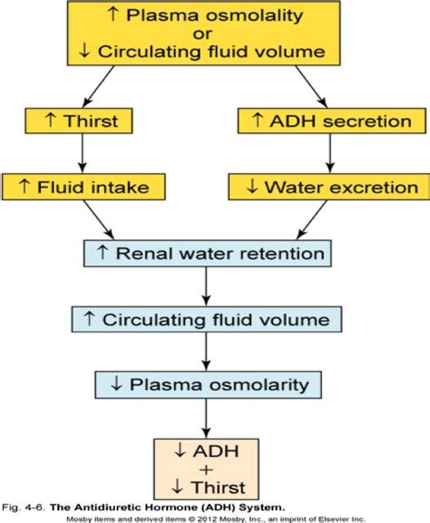 Exam Fluids Electrolytes And Acid Base Balance Diagram Quizlet