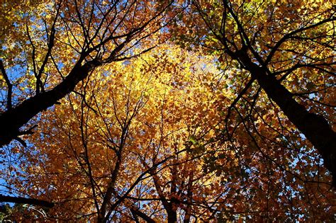 Filefall Tree Tops West Virginia Forestwander Wikimedia Commons