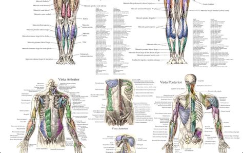 Female Back Muscle Chart Muscle Anatomy Chart Anterior Chartex Images