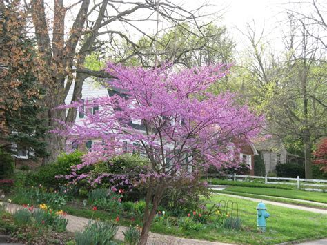 There are several types of trees with purple flowers, and they all possess a regal beauty typical of their color. Beautiful redbuds | Friesner Herbarium Blog about Indiana ...