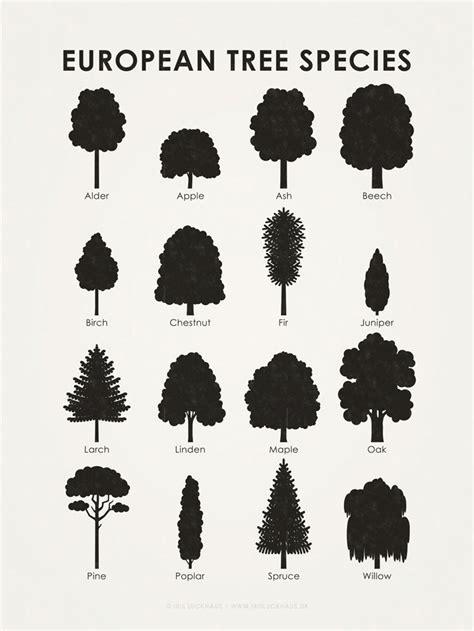 European Tree Species Infographic On Behance