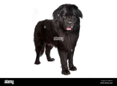 Newfoundland Dog In Front Of A White Background Stock Photo Alamy