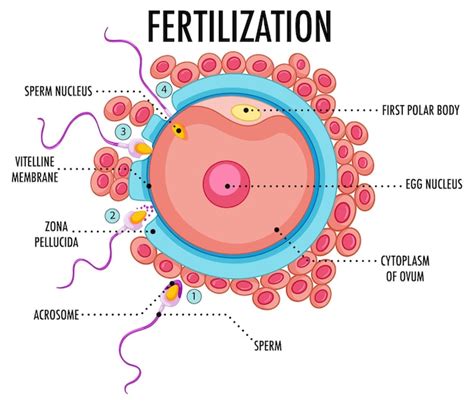 free vector diagram showing fertilization of egg and sperm