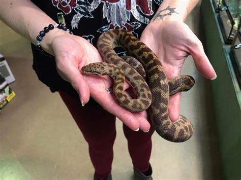 Z Out Of Stock Spotted Python Proven Breeder Male Antaresia Maculosa