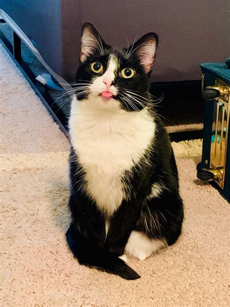 Click on the different category headings to find out more and change our default settings. Funny Cats Sticking Their Tongues Out They Look Adorable