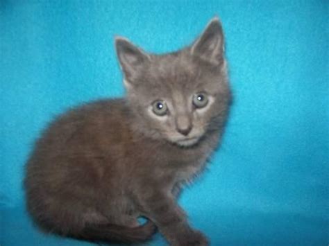 4 cute kittens for sale. Adorable Gray and White Kitten for ADOPTION! Cute. for ...